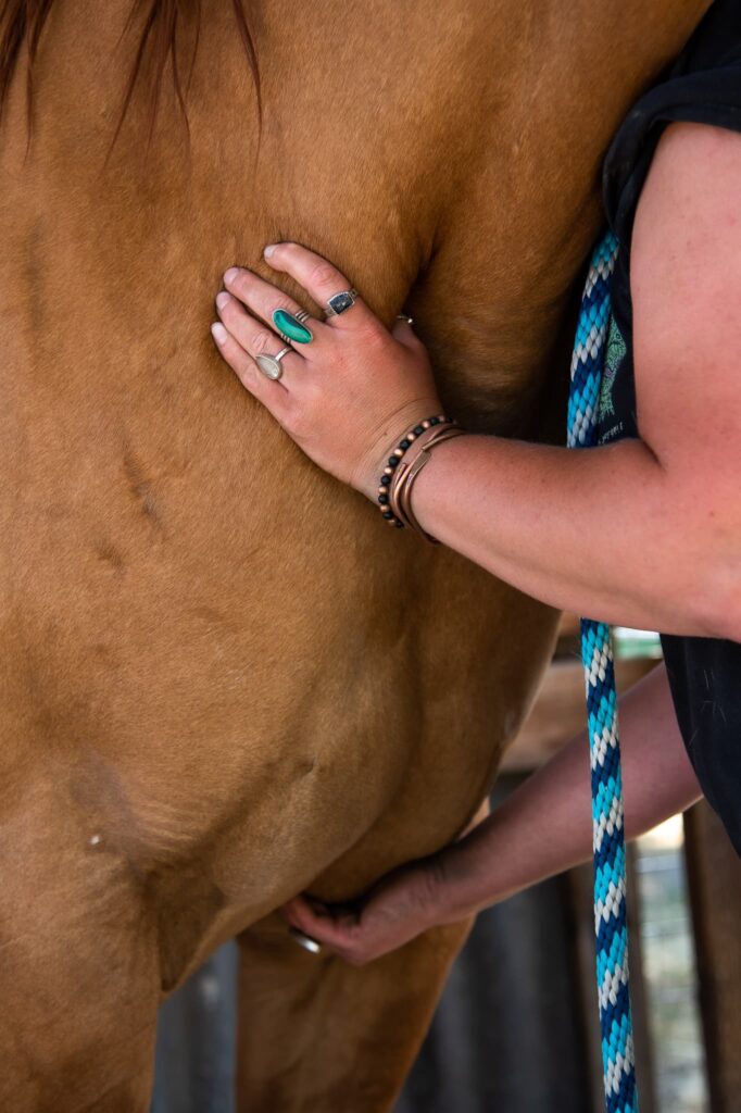 addie-clare-bodywork-hands-on-equine