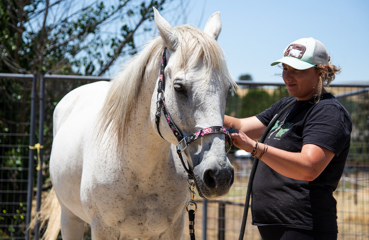 addie-clare-essence-equine-bodywork-horse